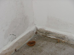 Mold can prevent you from having a healthy Vero Beach home
